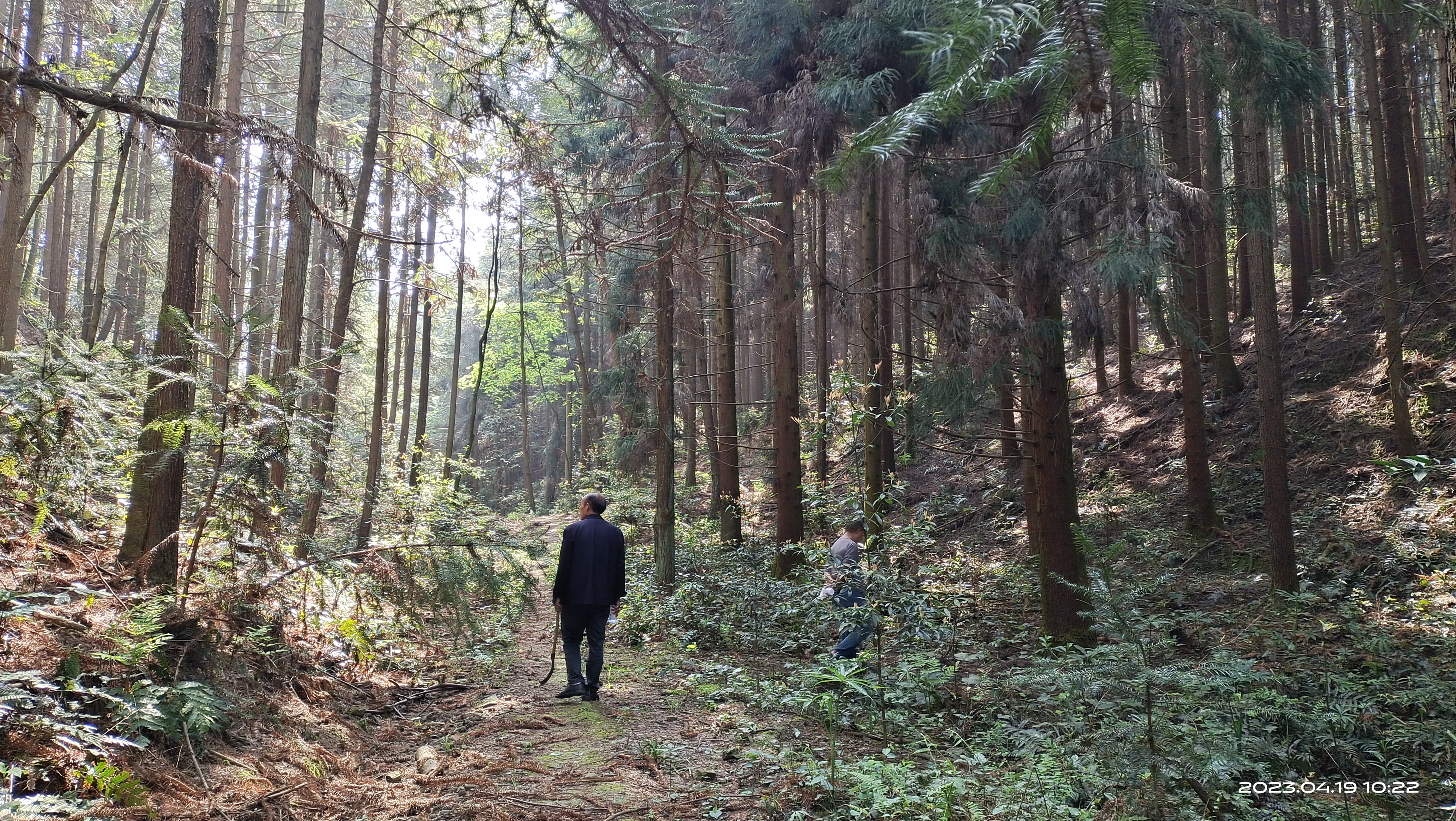 再一次进山寻找野生羊肚菌和松杉灵芝