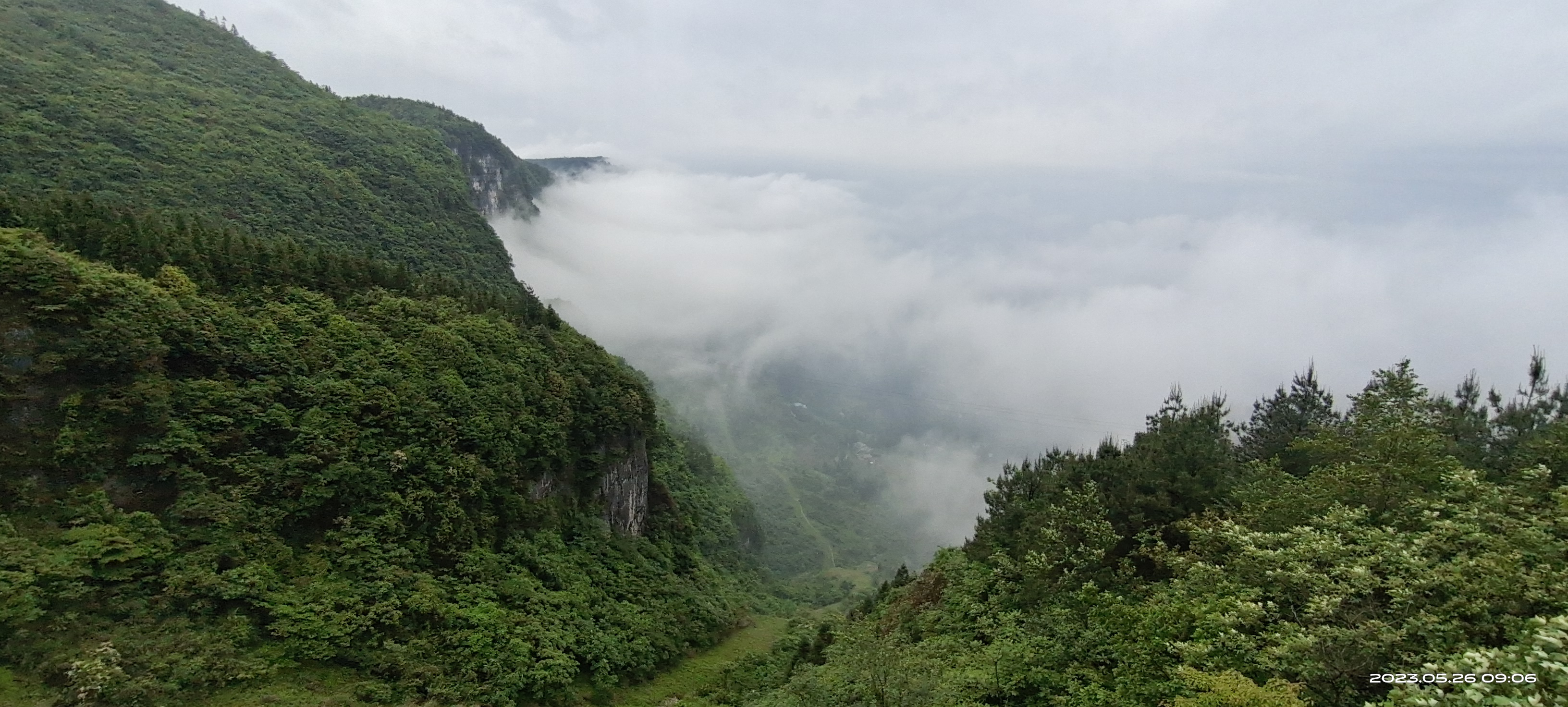 武隆高山上寻找羊肚菌基地